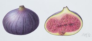 Figs